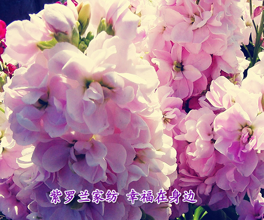 ���_�m�Ҽ��Ҹ�����߅