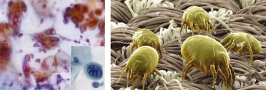 ����˯����ه��Violet���C�Ҽ�