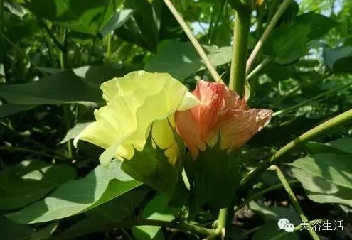 ��ԡ����Ƶ�Ĵ��Σ�ë����ԡ���ʲô���ǰ�ɫ�ģ�