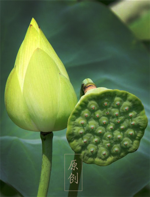 Ϧ�̡�����